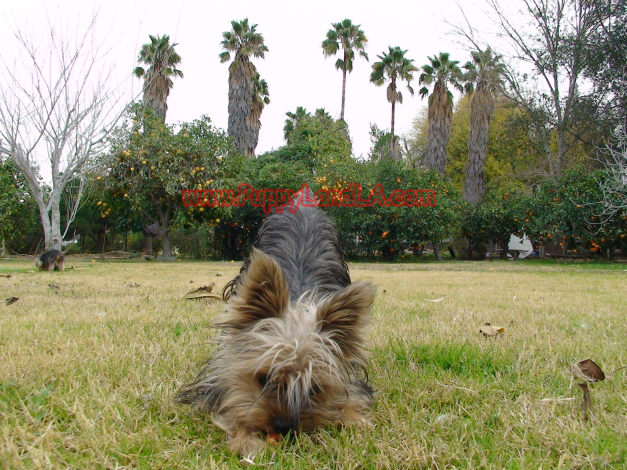 teacup yorkie